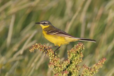 Konipas lu�n&iacute; (Motacilla flava)