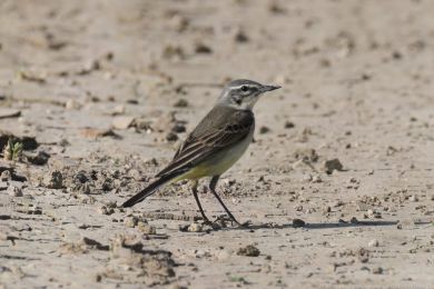 Konipas lu�n&iacute; (Motacilla flava)