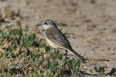 Konipas lu�n&iacute; (Motacilla flava)