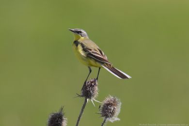 Konipas lu�n&iacute; (Motacilla flava)
