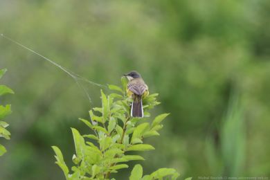 Konipas lu�n&iacute; (Motacilla flava)