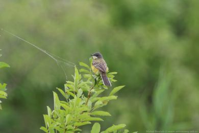 Konipas lu�n&iacute; (Motacilla flava)