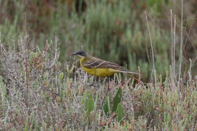 Konipas lu�n&iacute; (Motacilla flava)