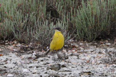 Konipas lu�n&iacute; (Motacilla flava)