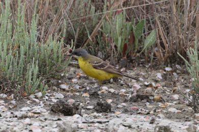 Konipas lu�n&iacute; (Motacilla flava)
