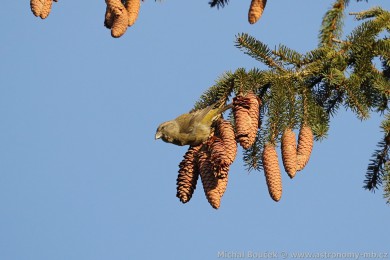 K�ivka obecn&aacute; (Loxia curvirostra)