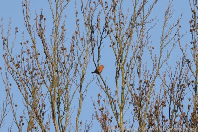 K�ivka obecn&aacute; (Loxia curvirostra)