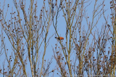 K�ivka obecn&aacute; (Loxia curvirostra)