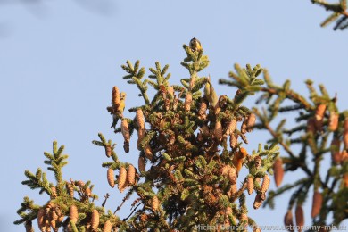 K�ivka obecn&aacute; (Loxia curvirostra)