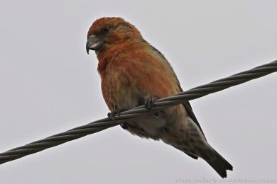 K�ivka obecn&aacute; (Loxia curvirostra)