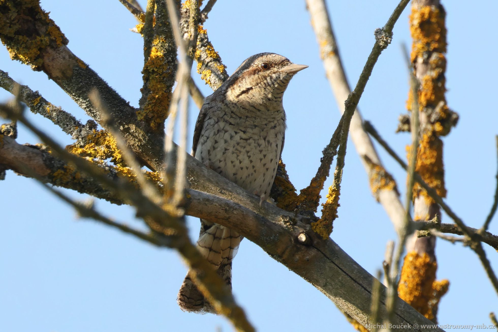 Krutihlav obecný (Jynx torquilla) Krutihlav obecný (Jynx torquilla)