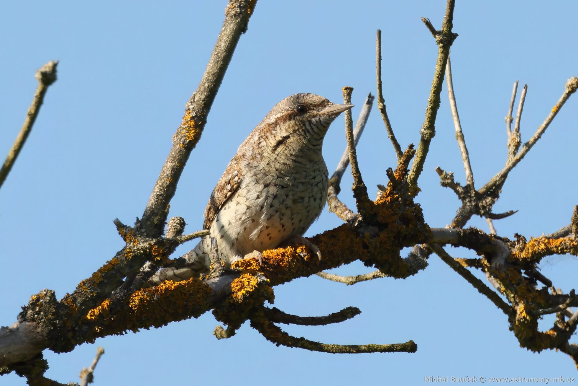 Krutihlav obecný (Jynx torquilla) Krutihlav obecný (Jynx torquilla)