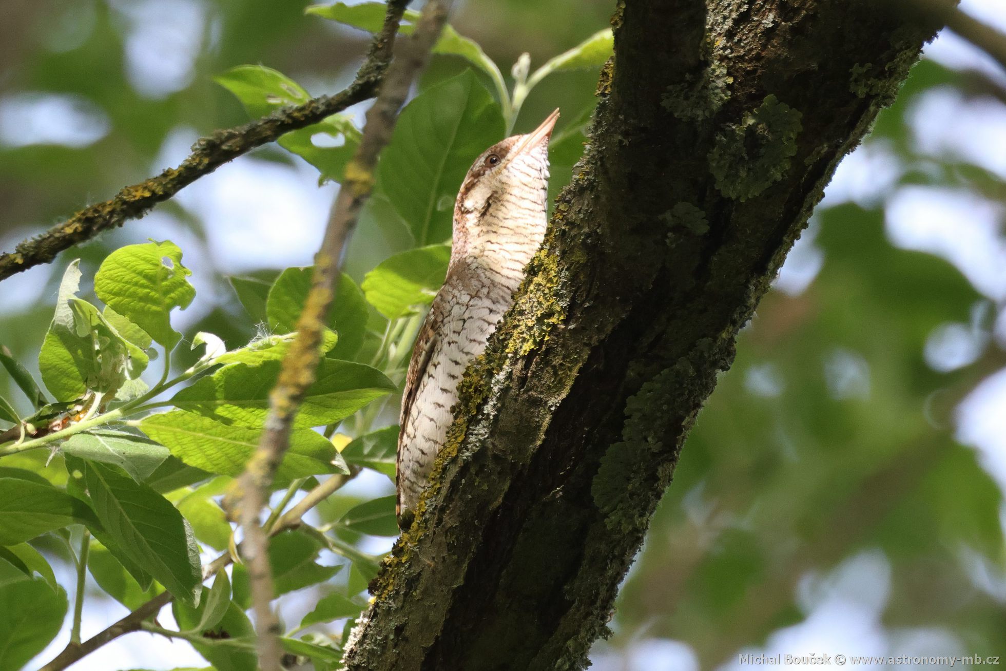 Krutihlav obecný (Jynx torquilla) Krutihlav obecný (Jynx torquilla)
