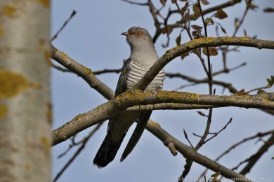 Kukaka obecná (Cuculus canorus)