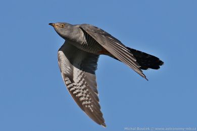 Kukaka obecná (Cuculus canorus)
