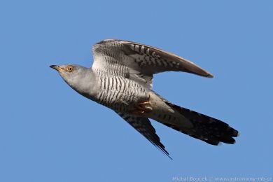 Kukaka obecná (Cuculus canorus)