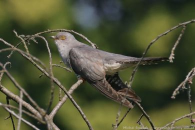 Kukaka obecná (Cuculus canorus)