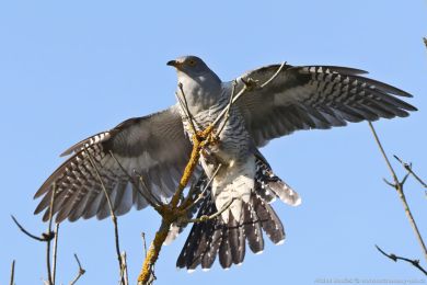 Kukaka obecná (Cuculus canorus)