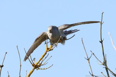 Kukaka obecná (Cuculus canorus)