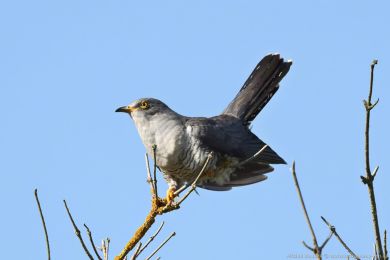 Kukaka obecná (Cuculus canorus)