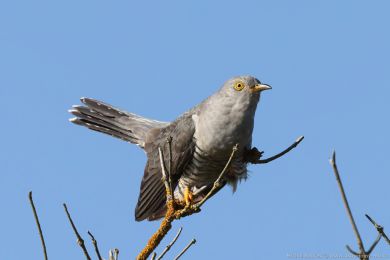 Kukaka obecná (Cuculus canorus)
