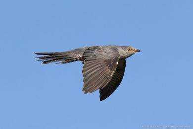 Kukaka obecná (Cuculus canorus)