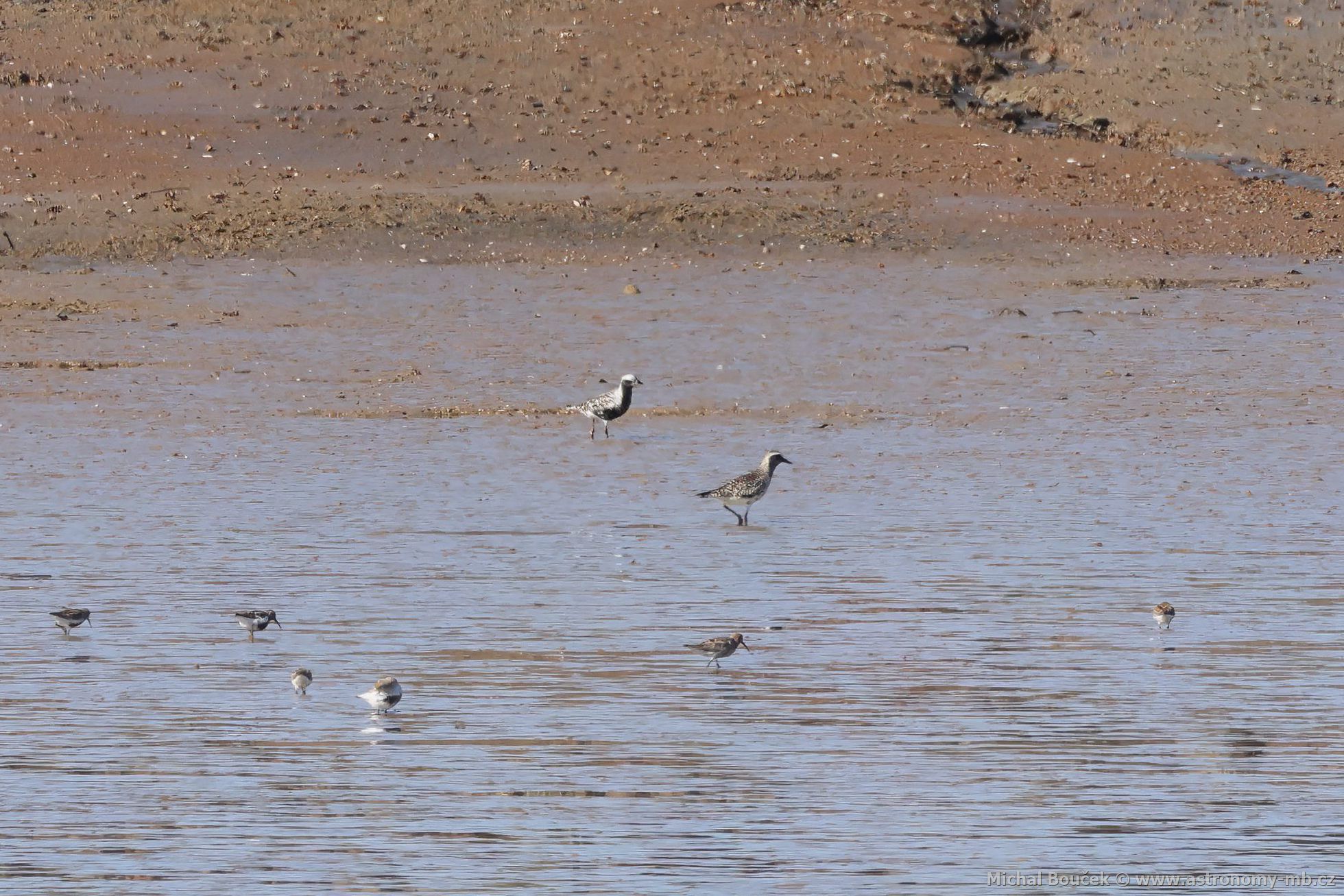 Kulík bledý (Pluvialis squatarola)