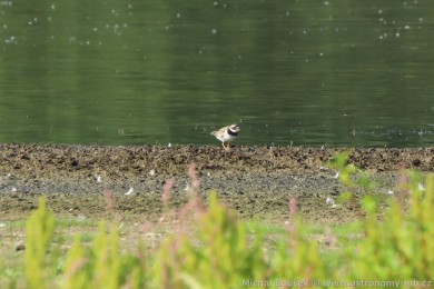 Kul&iacute;k p&iacute;se�n&yacute; (Charadrius hiaticula)