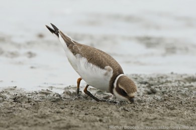 Kul&iacute;k p&iacute;se�n&yacute; (Charadrius hiaticula)
