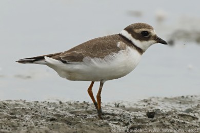 Kul&iacute;k p&iacute;se�n&yacute; (Charadrius hiaticula)