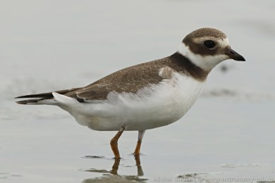 Kul&iacute;k p&iacute;se�n&yacute; (Charadrius hiaticula)