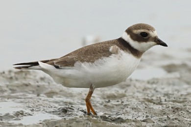 Kul&iacute;k p&iacute;se�n&yacute; (Charadrius hiaticula)