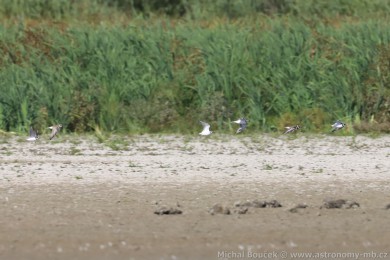 Kul&iacute;k p&iacute;se�n&yacute; (Charadrius hiaticula)