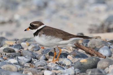 Kul&iacute;k p&iacute;se�n&yacute; (Charadrius hiaticula)