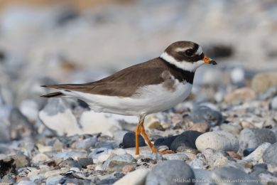 Kul&iacute;k p&iacute;se�n&yacute; (Charadrius hiaticula)