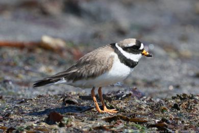 Kul&iacute;k p&iacute;se�n&yacute; (Charadrius hiaticula)