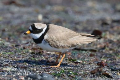 Kul&iacute;k p&iacute;se�n&yacute; (Charadrius hiaticula)