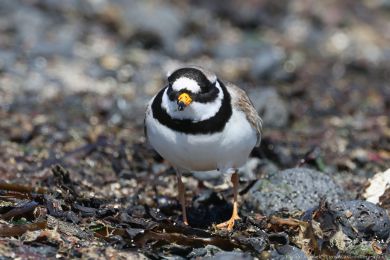 Kul&iacute;k p&iacute;se�n&yacute; (Charadrius hiaticula)