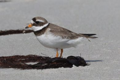 Kul&iacute;k p&iacute;se�n&yacute; (Charadrius hiaticula)