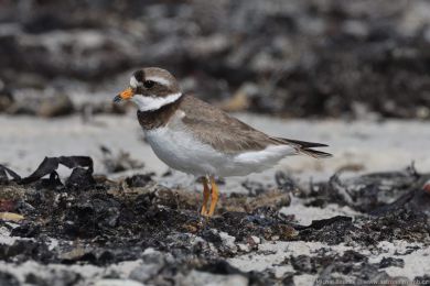 Kul&iacute;k p&iacute;se�n&yacute; (Charadrius hiaticula)