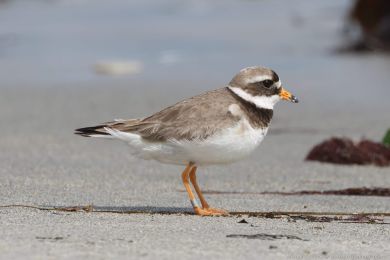Kul&iacute;k p&iacute;se�n&yacute; (Charadrius hiaticula)