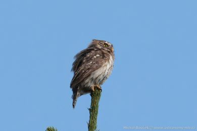 Kulíšek nejmenší (Glaucidium passerinum) Kulíšek nejmenší (Glaucidium passerinum)