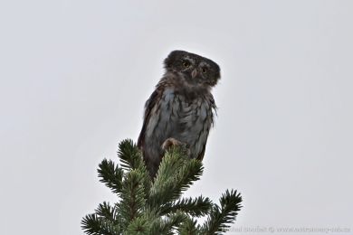 Kulíšek nejmenší (Glaucidium passerinum) Kulíšek nejmenší (Glaucidium passerinum)
