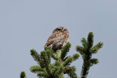 Kulíšek nejmenší (Glaucidium passerinum) Kulíšek nejmenší (Glaucidium passerinum)