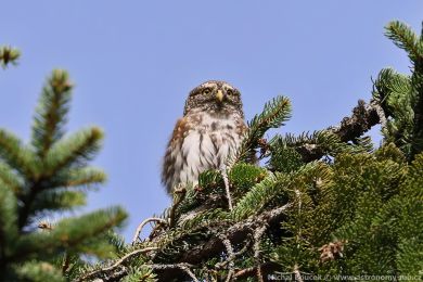Kulíšek nejmenší (Glaucidium passerinum) Kulíšek nejmenší (Glaucidium passerinum)