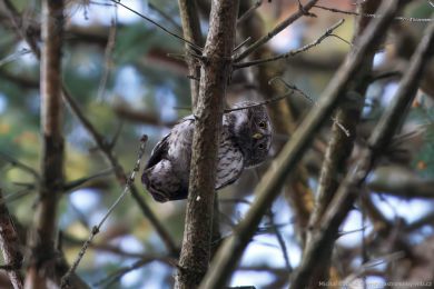 Kulíšek nejmenší (Glaucidium passerinum) Kulíšek nejmenší (Glaucidium passerinum)