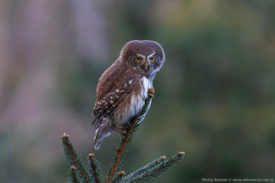Kulíšek nejmenší (Glaucidium passerinum) Kulíšek nejmenší (Glaucidium passerinum)