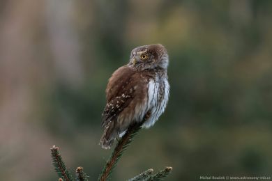 Kulíšek nejmenší (Glaucidium passerinum) Kulíšek nejmenší (Glaucidium passerinum)