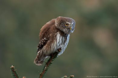 Kulíšek nejmenší (Glaucidium passerinum) Kulíšek nejmenší (Glaucidium passerinum)