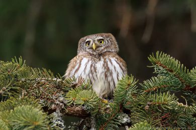 Kulíšek nejmenší (Glaucidium passerinum) Kulíšek nejmenší (Glaucidium passerinum)
